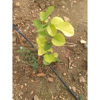 Sandalwood Plantation - Karthika Vanam - Chandragiri, Andhra Pradesh.