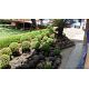 Landscape services in Kerala
