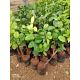Donakonda Real Estate - Sandalwood Tree Cultivation