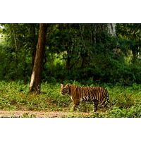 The Best Places for Tiger Safari in Karnataka -  Safari Quest